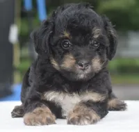 Molly , a female Poodle - Toy  for sale in Dayton, OH – 5 of 10