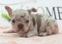 Bria merle , a female Boston Terrier and French Bulldog for sale in Dayton, OH – 3 of 8