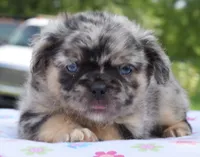 Ruby fluffy merle , a female Boston Terrier and French Bulldog for sale in Dayton, OH – 8 of 10
