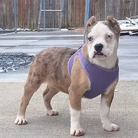 Aqua blue koi, a female English Bulldog and Olde English Bulldogge for sale in Dayton, OH – Photo 8 of 10