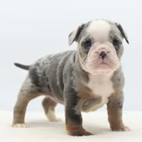 Aqua blue koi, a female English Bulldog and Olde English Bulldogge for sale in Dayton, OH – Photo 4 of 10
