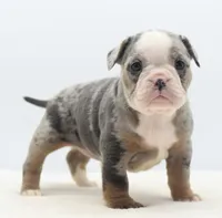 processed/3e0f09a0-3cc6-4085-bf7d-8f9732367f69/listing/7433ca31-8651-41d2-9f81-d83c39f6c691/3203c4d8-a242-4b1b-9179-536b75e47019