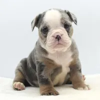 Aqua blue koi, a female English Bulldog and Olde English Bulldogge for sale in Dayton, OH – Photo 1 of 10