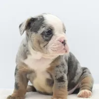 Aqua blue koi, a female English Bulldog and Olde English Bulldogge for sale in Dayton, OH – Photo 7 of 10