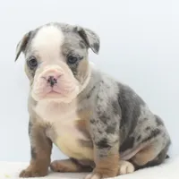 Aqua blue koi, a female English Bulldog and Olde English Bulldogge for sale in Dayton, OH – Photo 2 of 10