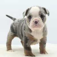 Aqua blue koi, a female English Bulldog and Olde English Bulldogge for sale in Dayton, OH – Photo 5 of 10