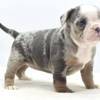 Aqua blue koi, a female English Bulldog and Olde English Bulldogge for sale in Dayton, OH – Photo 9 of 10