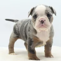 Aqua blue koi, a female English Bulldog and Olde English Bulldogge for sale in Dayton, OH – Photo 3 of 10