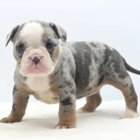 Aqua blue koi, a female English Bulldog and Olde English Bulldogge for sale in Dayton, OH – Photo 6 of 10