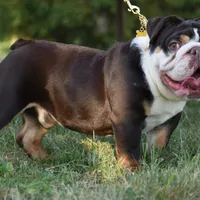 Aqua blue koi, a female English Bulldog and Olde English Bulldogge for sale in Dayton, OH – Photo 10 of 10