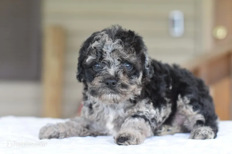 Bentley puppy  – Cocker Spaniel, Poodle - Toy  puppy for sale in Dayton, OH