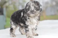 Bentley puppy , a male Cocker Spaniel and Poodle - Toy  for sale in Dayton, OH – Photo 6 of 9