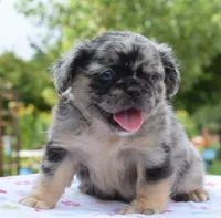 Ruby fluffy merle , a female Boston Terrier and French Bulldog for sale in Dayton, OH – 3 of 10