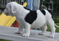 Fiona mini bulldog hybrid , a female English Bulldog and French Bulldog for sale in Dayton, OH – 8 of 8