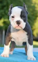 Hercules Bulldog hybrid , a male English Bulldog and French Bulldog for sale in Dayton, OH – 2 of 10