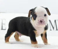 Diesel tri-color Bulldog hybrid , a male English Bulldog and Olde English Bulldogge for sale in Dayton, OH – 10 of 10