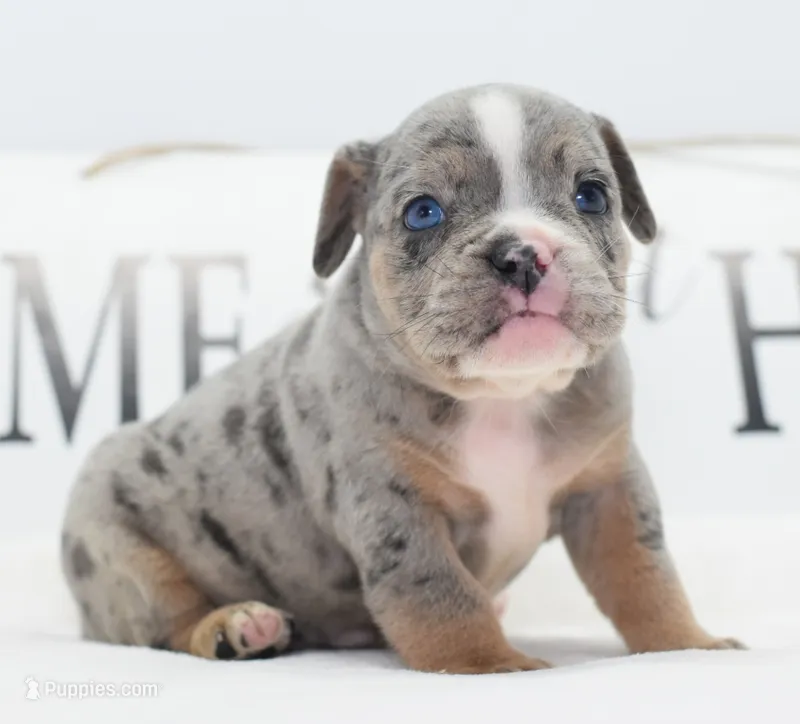 Lux blue eyes merle – English Bulldog, Olde English Bulldogge puppy for sale in Dayton, OH
