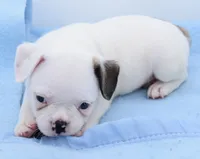 Milo, a male Boston Terrier and French Bulldog for sale in Dayton, OH – 5 of 8