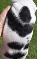 Fiona mini bulldog hybrid , a female English Bulldog and French Bulldog for sale in Dayton, OH – 5 of 7