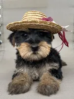 Tiny king toy Yorkie , a male Yorkshire Terrier for sale in Dayton, OH – 7 of 8