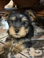 Tiny king toy Yorkie , a male Yorkshire Terrier for sale in Dayton, OH – 1 of 8