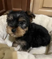 Tiny king toy Yorkie , a male Yorkshire Terrier for sale in Dayton, OH – 4 of 8