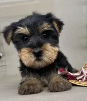 Tiny king toy Yorkie , a male Yorkshire Terrier for sale in Dayton, OH – 5 of 8