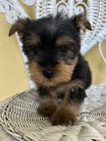 Tiny king toy Yorkie , a male Yorkshire Terrier for sale in Dayton, OH – 6 of 8