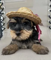 Tiny king toy Yorkie , a male Yorkshire Terrier for sale in Dayton, OH – 8 of 8