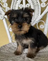 Tiny king toy Yorkie , a male Yorkshire Terrier for sale in Dayton, OH – 2 of 8