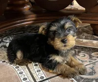 Tiny king toy Yorkie , a male Yorkshire Terrier for sale in Dayton, OH – 3 of 8