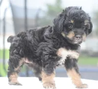 Molly , a female Poodle - Toy  for sale in Dayton, OH – 4 of 10