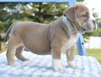 Luna bully hybrid , a female English Bulldog and Olde English Bulldogge for sale in Dayton, OH – 6 of 10