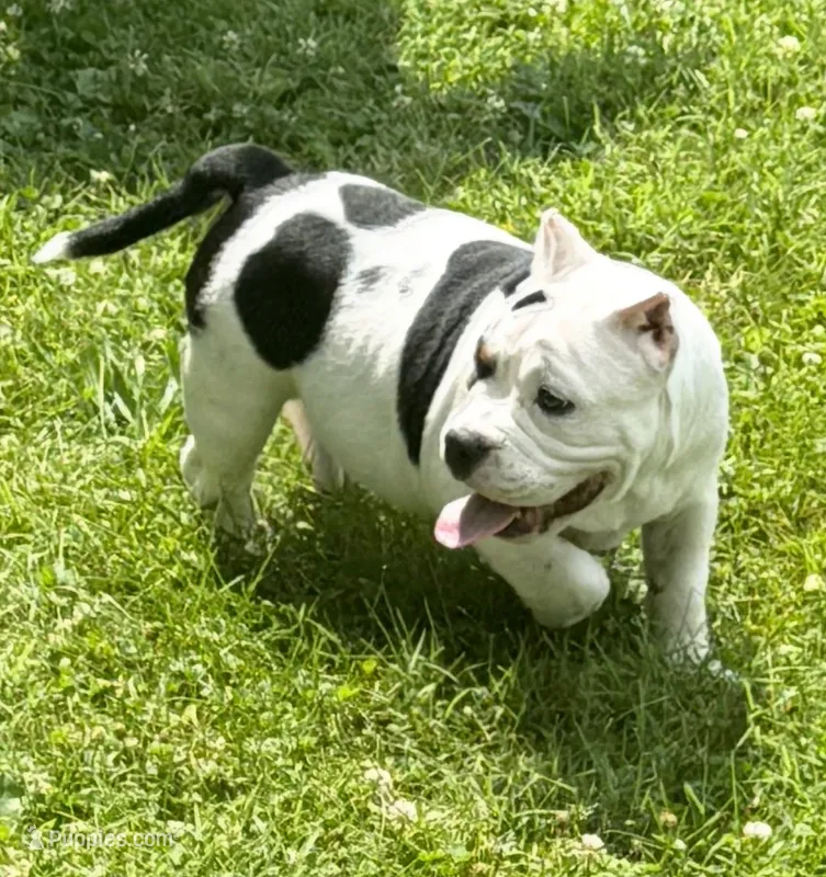 Fiona mini bulldog hybrid  – English Bulldog, French Bulldog puppy for sale in Dayton, OH
