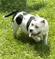 Fiona mini bulldog hybrid , a female English Bulldog and French Bulldog for sale in Dayton, OH – 1 of 6