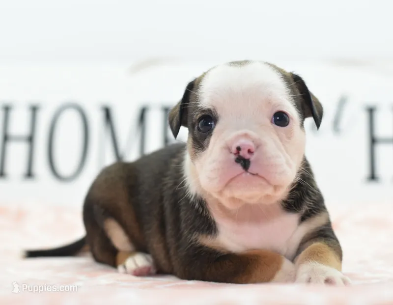Queen tricolor Bulldog hybrid  – English Bulldog, Olde English Bulldogge puppy for sale in Dayton, OH
