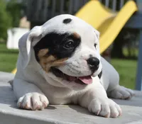 Fiona mini bulldog hybrid , a female English Bulldog and French Bulldog for sale in Dayton, OH – 3 of 8