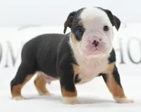 Diesel tri-color Bulldog hybrid , a male English Bulldog and Olde English Bulldogge for sale in Dayton, OH – 7 of 10