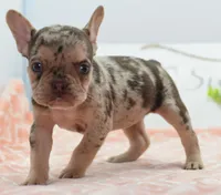 Pumpkin spice , a female Boston Terrier and French Bulldog for sale in Dayton, OH – 6 of 6