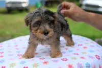 Sapphire blue eyes, a female Yorkipoo and Poodle - Toy  for sale in Dayton, OH – 10 of 10
