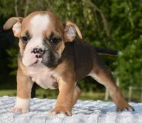 Bruno mini hybrid bulldog, a male English Bulldog and French Bulldog for sale in Dayton, OH – 7 of 8