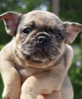 Tanka, a female Boston Terrier and French Bulldog for sale in Dayton, OH – 8 of 10