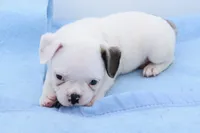 Milo, a male Boston Terrier and French Bulldog for sale in Dayton, OH – 4 of 8