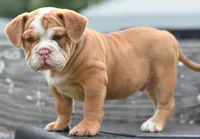 Hercules Bulldog hybrid , a male English Bulldog and Olde English Bulldogge for sale in Dayton, OH – 7 of 10