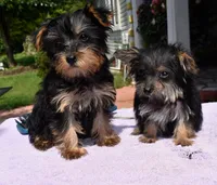 Molly phantom , a female Yorkipoo and Poodle - Toy  for sale in Dayton, OH – 6 of 6