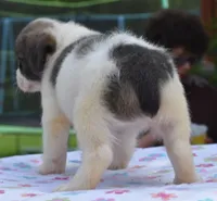 Zoey blue fluffy , a female Boston Terrier and French Bulldog for sale in Dayton, OH – 3 of 10