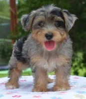 Sapphire blue eyes, a female Yorkipoo and Poodle - Toy  for sale in Dayton, OH – 3 of 10