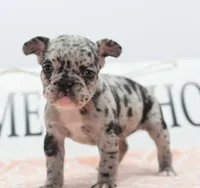 Ruby merle, a female Boston Terrier and French Bulldog for sale in Dayton, OH – 4 of 10