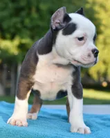 Hercules Bulldog hybrid , a male English Bulldog and French Bulldog for sale in Dayton, OH – 9 of 10