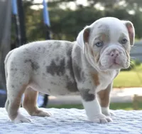 Maggie mini hybrid bulldog, a female English Bulldog and French Bulldog for sale in Dayton, OH – 9 of 10